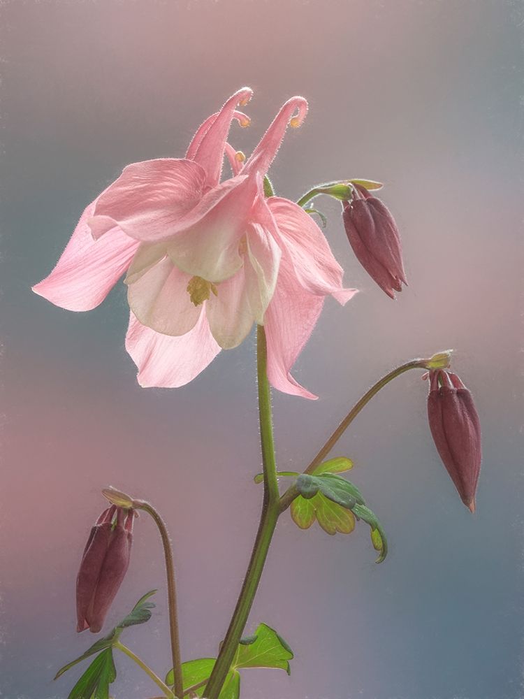 Washington State-Seabeck Columbine blossom close-up